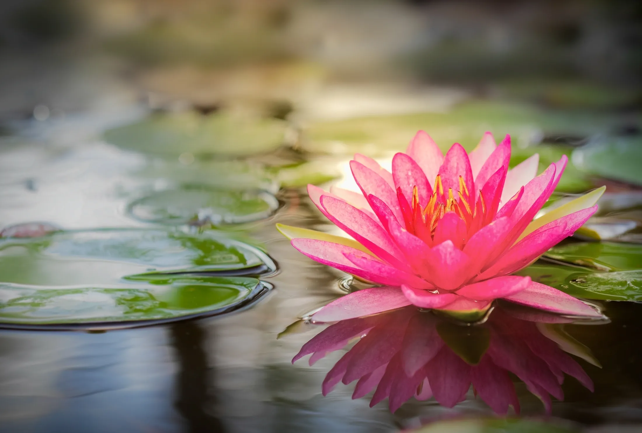 A pink water lily in the middle of some green leaves